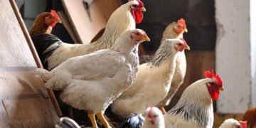 Are We Going Chicken Mad? By Howard Bloom